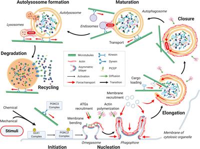 Mechanobiology of Autophagy: The Unexplored Side of Cancer